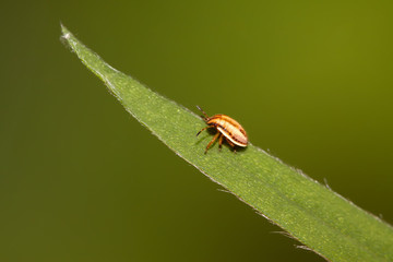 stinkbug