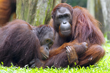Borneo Orangutan © Kjersti