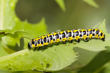butterfly larva in a leaf