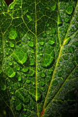 Obraz premium Dew droplets of water on foliage.