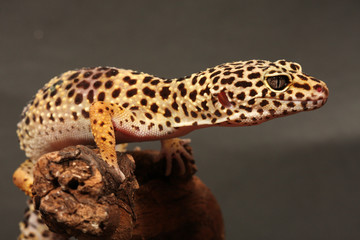 Gecko auf Ast