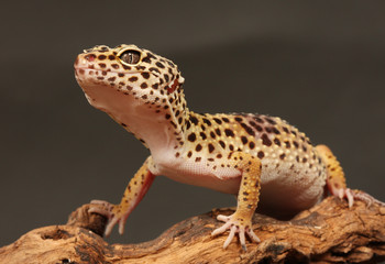 Naklejka premium Gecko auf Ast