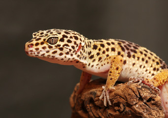 Fototapeta premium Gecko auf Ast