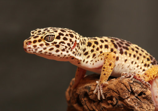 Gecko auf Ast