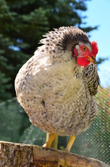 Bio Chicken Outdoor