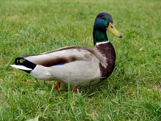 Erpel
