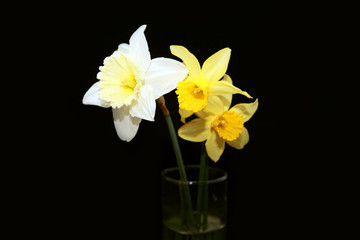three narcissus over black