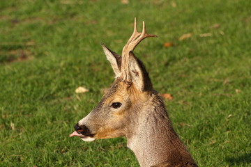 young buck