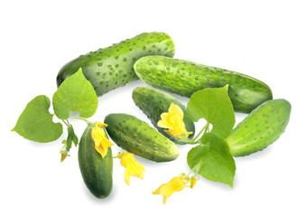 Green cucumbers with leaf and yellow flowers