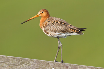 Black-tailed Godwit