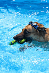 Dog swimming in goggles