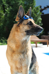 Dog in swim goggles