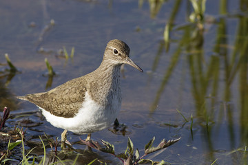 Sandpiper