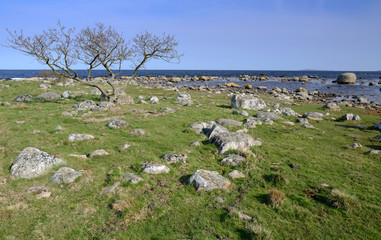 Fototapeta na wymiar Dziki wybrzeżu Szwecji