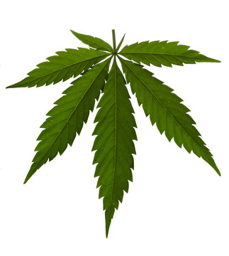 Foglia di canapa o cannabis isolata su sfondo bianco. Vista dall'alto, piatto. Modello o mock up.