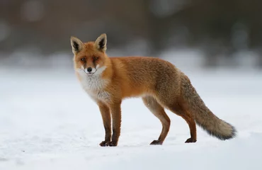 Peel and stick wall murals red fox in the snow