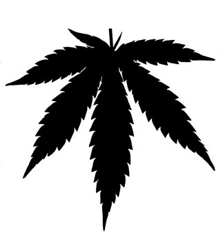 Icona foglia di cannabis.  Sagoma di foglia di marijuana pianta organica natura a base di erbe. Hash, ganja cbd rasta indica sativa logo. Design piatto isolato su bianco.