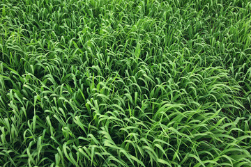 grass