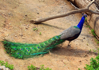 Obraz premium Peacock