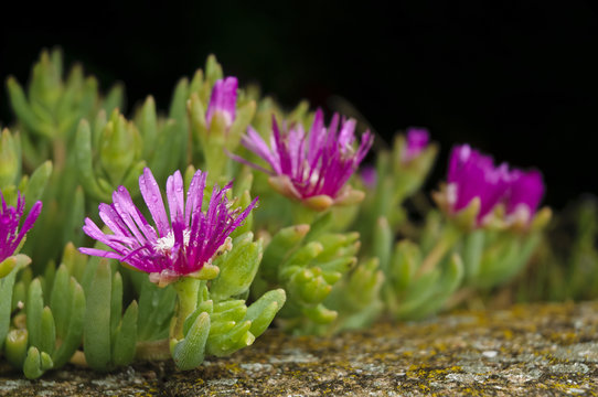 Mesembriantemo - Mesembryanthemum
