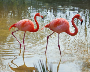 Flamingo © Mexrix