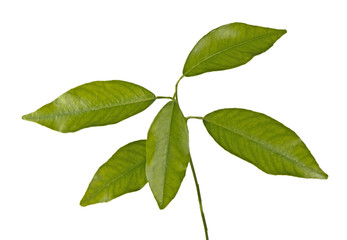 Fototapeta premium close up of branch