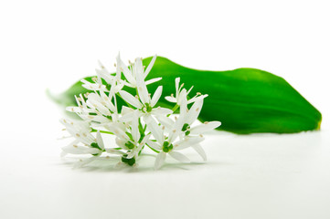 Bärlauchblüte