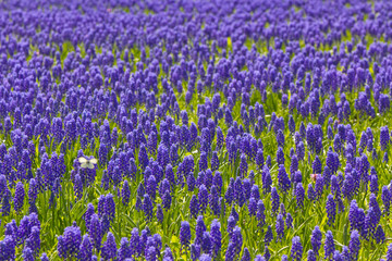 hyacinth field