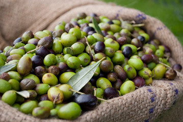 olive italiane