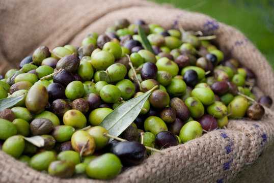 olive italiane