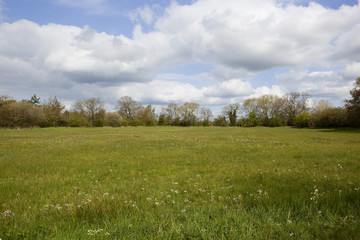 spring flower meadow