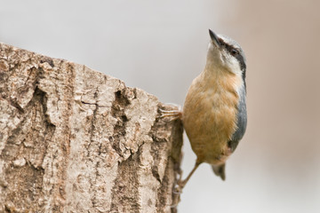 nuthatch