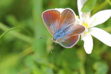 butterfly