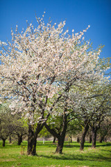 Fototapeta premium Flowering trees at spring