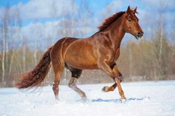 Chestnut horse runs gallop in winter
