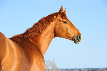 Golden red trakehner horse portrait