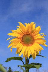 Sunflower on an early morning