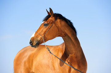 Bay horse portrait on the sky background