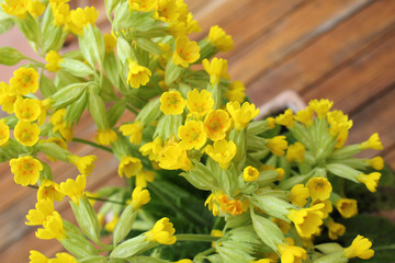 Schlüsselblumen - Primula veris
