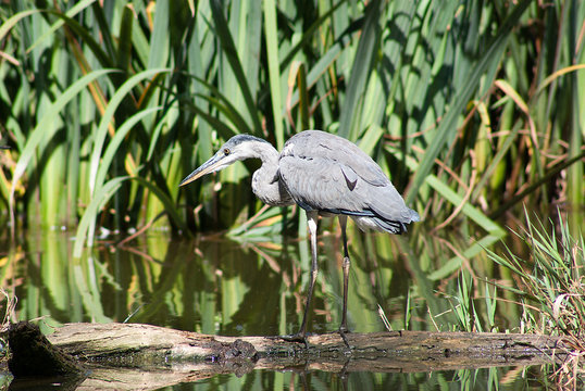 Airone Crava Morozzo