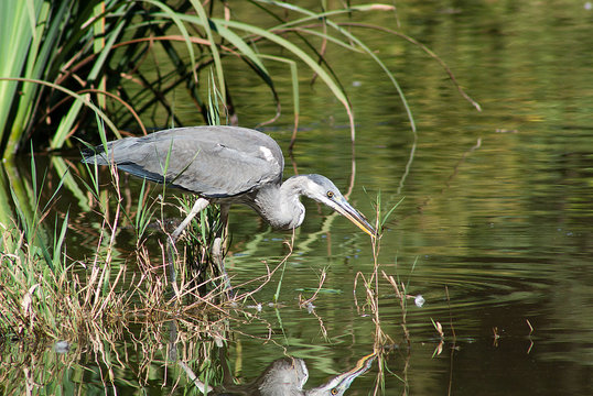 Airone Crava Morozzo