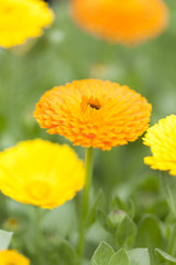 キンセンカの花