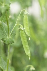 サヤインゲン畑