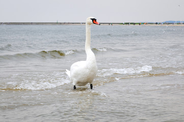 Cygnus olor (Mute swan) at Baltic Sea in Swinoujscie, Poland