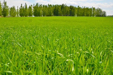 Green leaves of grain