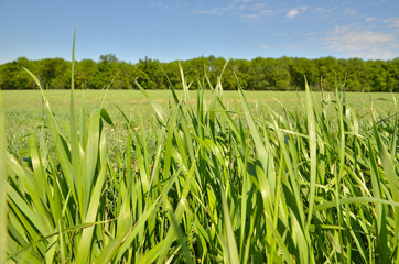 Fototapeta premium Grass and forest