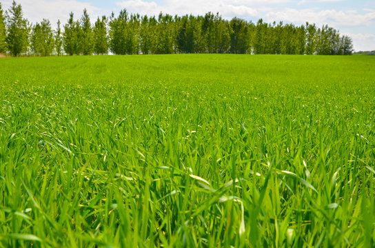 Green leaves of grain