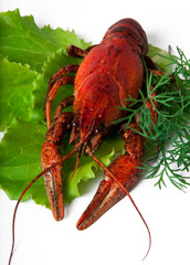 crayfish