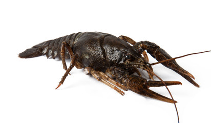 Crayfish isolated on white background