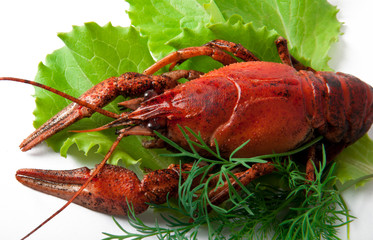 crayfish